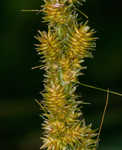 Fox sedge